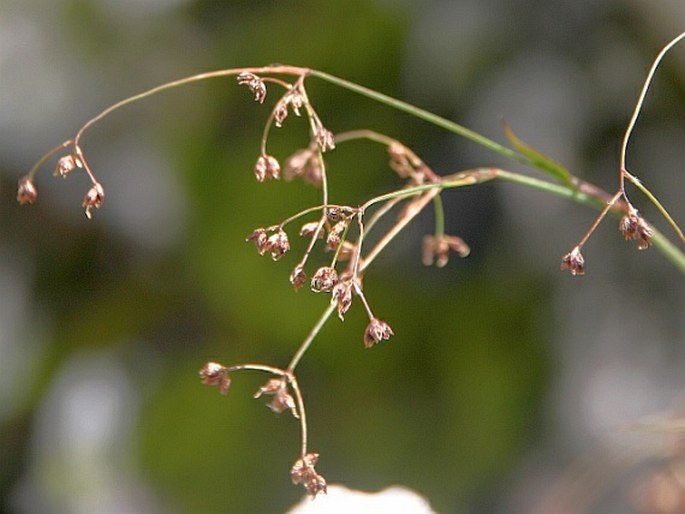 Luzula alpinopilosa subsp. obscura