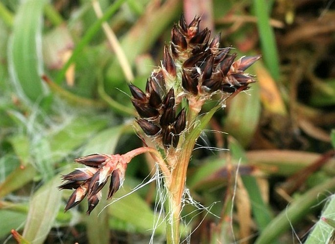 LUZULA CAMPESTRIS (L.) DC. – bika ladní / chlpaňa poľná