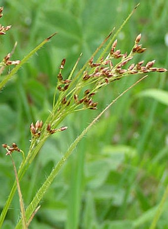 Luzula luzuloides subsp. rubella