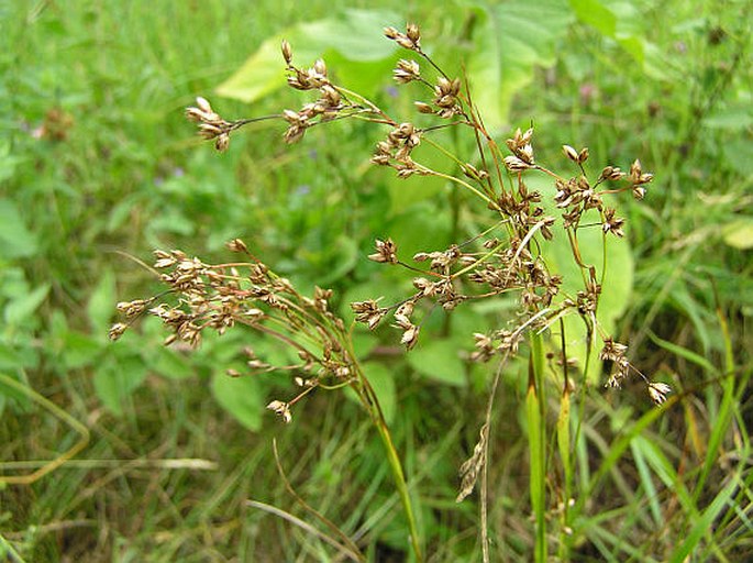 LUZULA LUZULOIDES subsp. RUBELLA (Mert. et Koch) Holub – bika bělavá měděná / chlpaňa hájna medenočervená