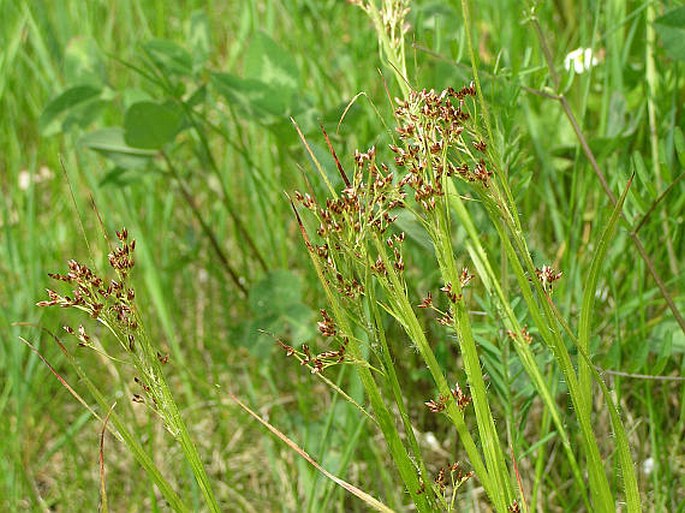 Luzula luzuloides subsp. rubella