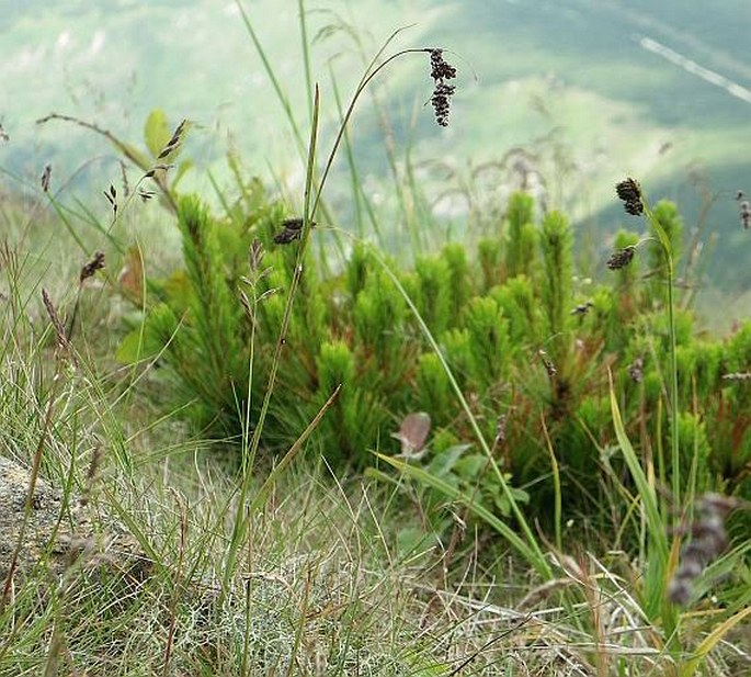 Luzula spicata