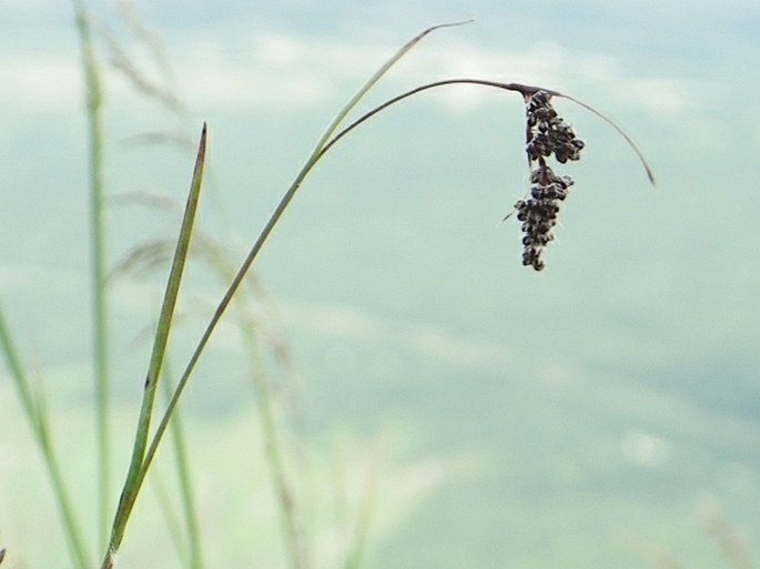 Luzula spicata