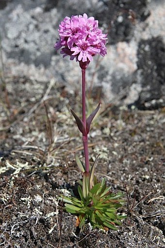 Lychnis alpina