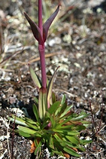 Lychnis alpina