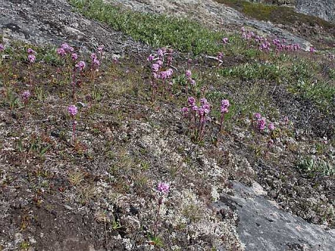 Lychnis alpina