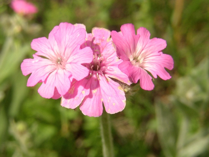 LYCHNIS FLOS-JOVIS (L.) Desr. – kohoutek Jovišův / kukučka