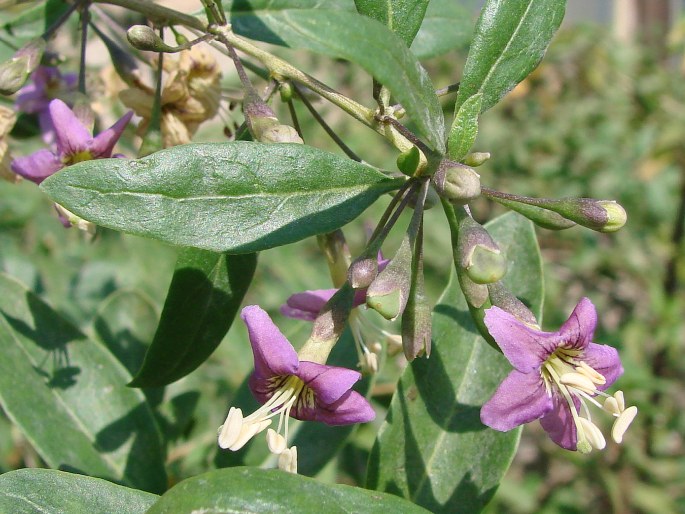 Lycium barbarum