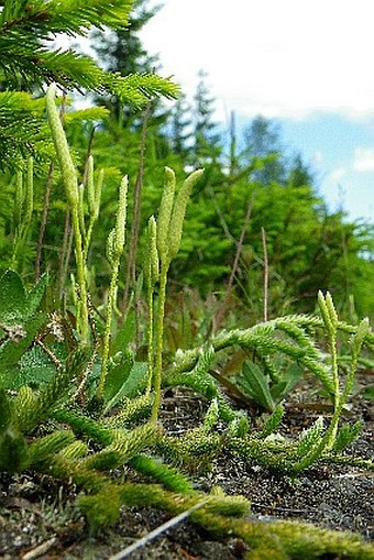 Lycopodium clavatum