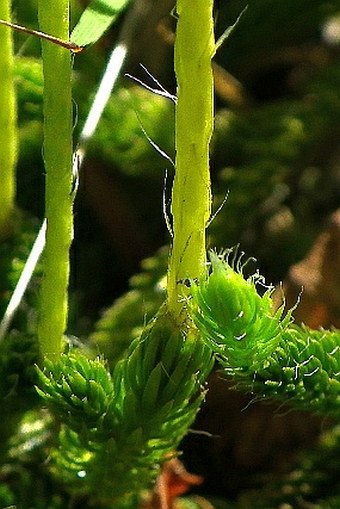 Lycopodium clavatum