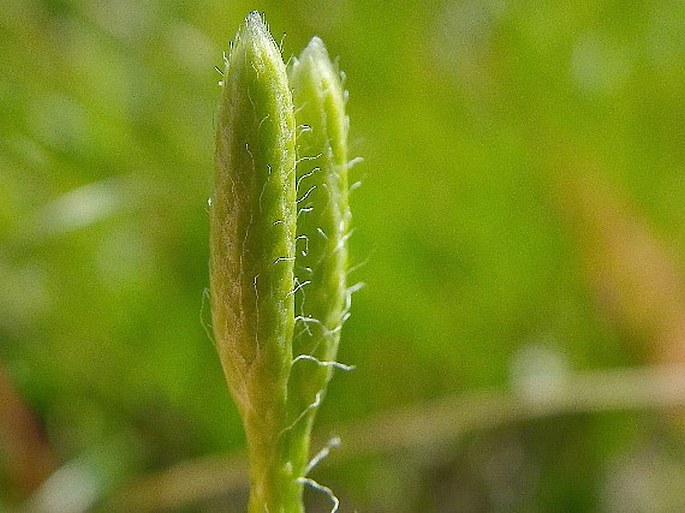 Lycopodium clavatum