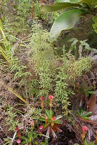 Lycopodiella cernua