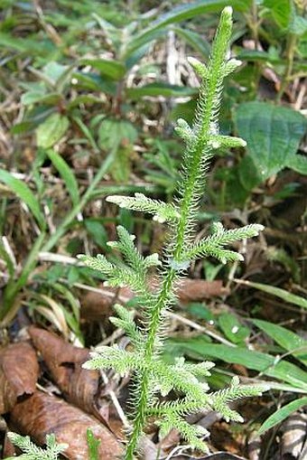 Lycopodiella cernua