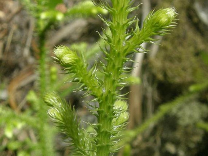 Lycopodiella cernua