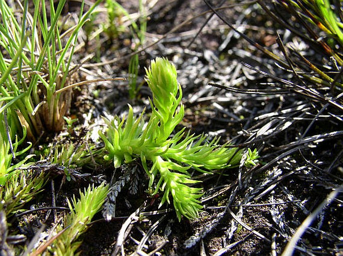 Lycopodiella inundata