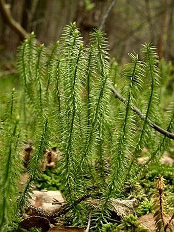 Lycopodium annotinum