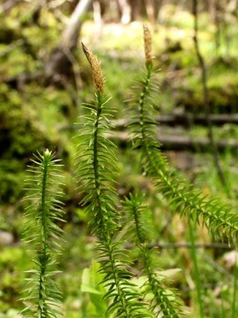 Lycopodium annotinum