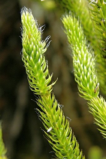 Lycopodium clavatum var. borbonicum