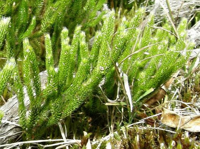 Lycopodium clavatum var. borbonicum