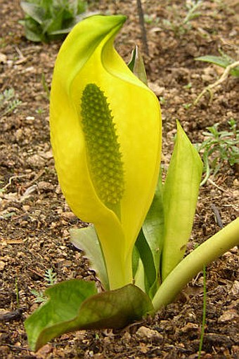 Lysichiton americanus