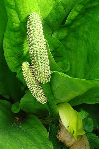 Lysichiton americanus