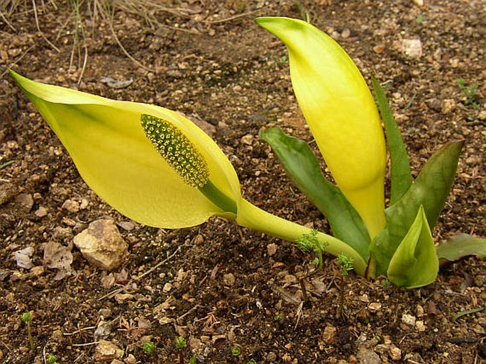 LYSICHITON AMERICANUS Hultén et H. St. John – lysichiton americký