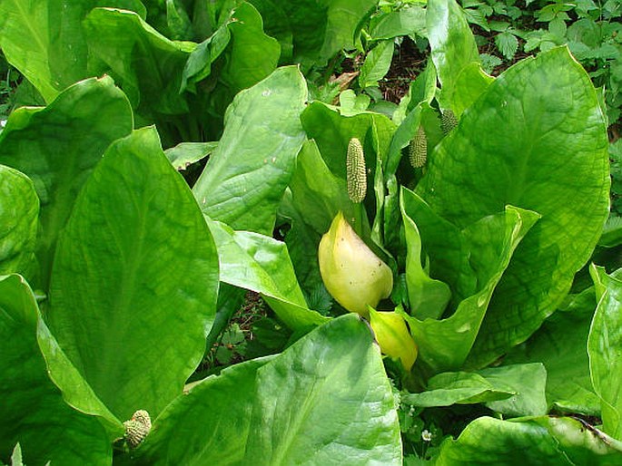 Lysichiton americanus