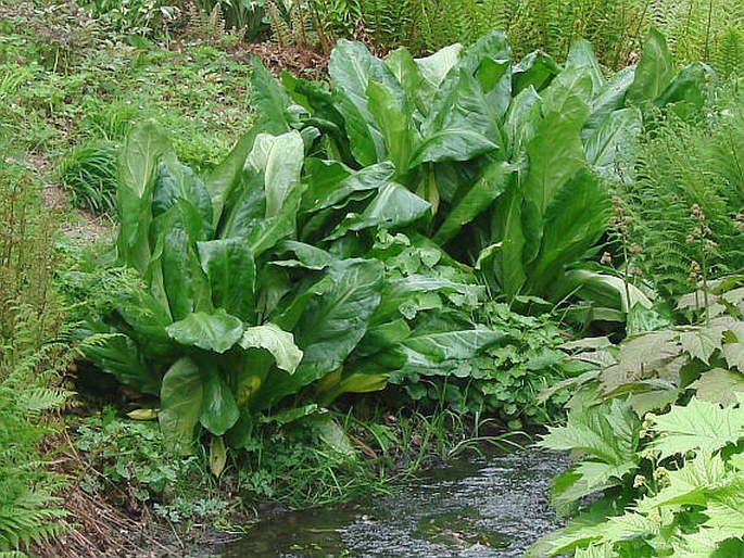 Lysichiton americanus