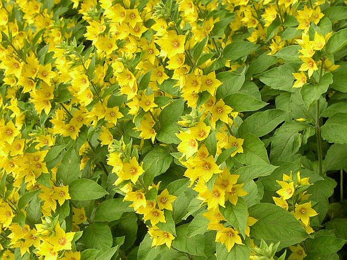 LYSIMACHIA PUNCTATA L. – vrbina tečkovaná / čerkáč bodkovaný