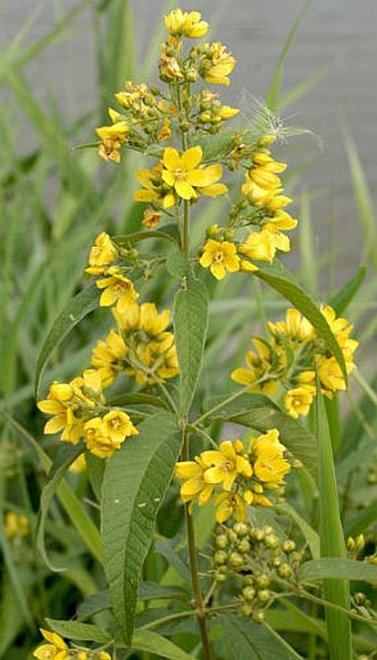 Lysimachia vulgaris