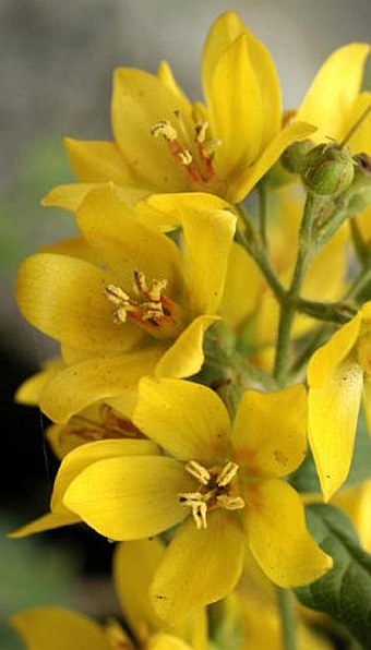 Lysimachia vulgaris