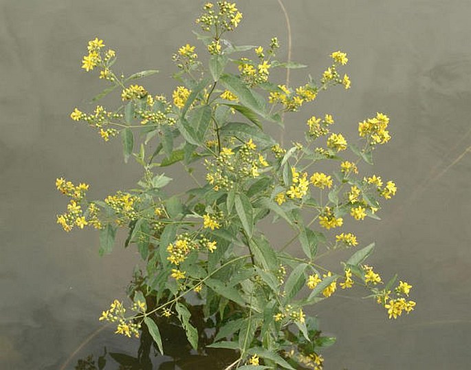 LYSIMACHIA VULGARIS L. – vrbina obecná / čerkáč obyčajný