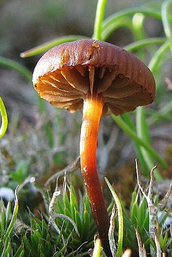 Psilocybe montana