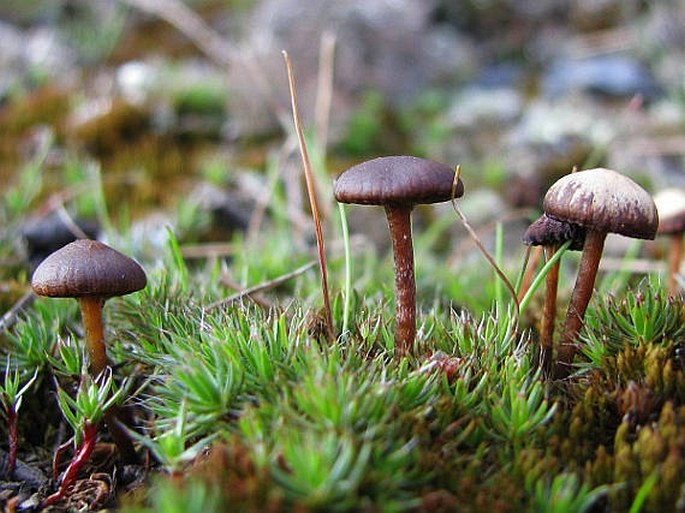 PSILOCYBE MONTANA (Pers.) P. Kumm. - lysohlávka horská / holohlavec tmavý