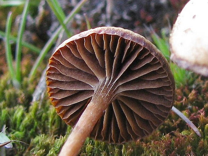 Psilocybe montana