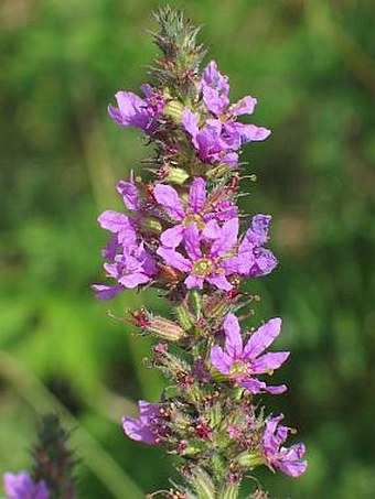 Lythrum salicaria