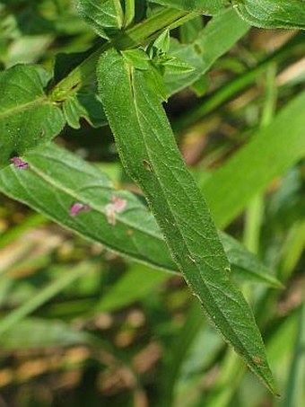 Lythrum salicaria