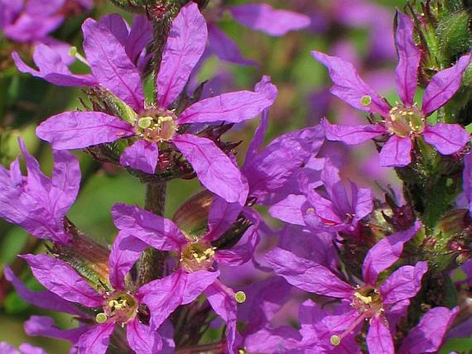 LYTHRUM SALICARIA L. – kyprej vrbice / vrbica vrbolistá