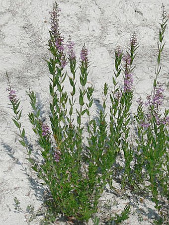 Lythrum virgatum