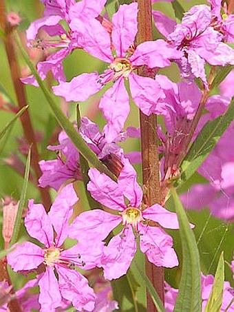 Lythrum virgatum