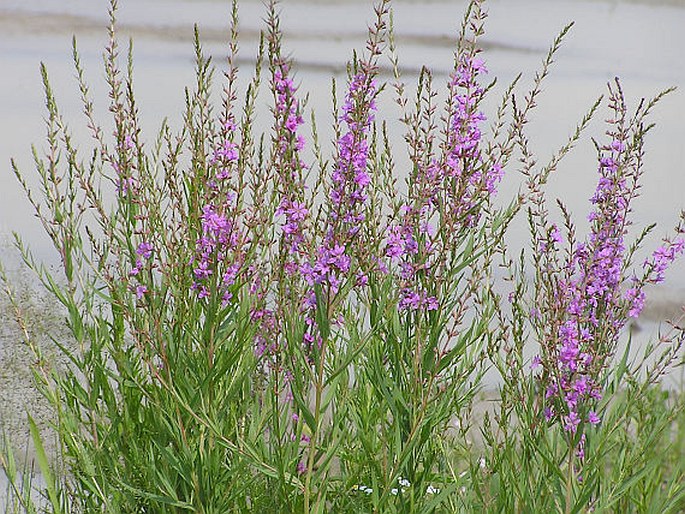 LYTHRUM VIRGATUM L. – kyprej prutnatý / vrbica prútnatá