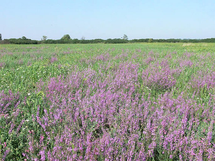 Lythrum virgatum