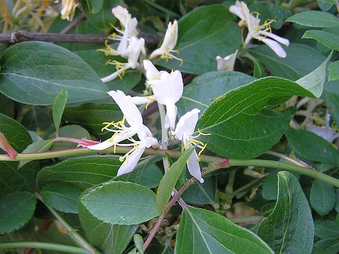 Lonicera maackii