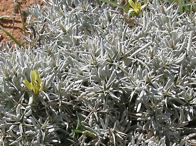 MACLEDIUM CANUM (Balf. f.) S. Ortiz