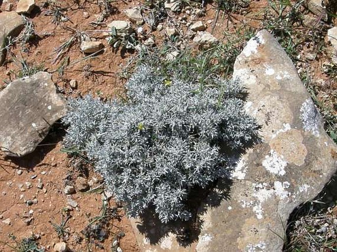 Macledium canum