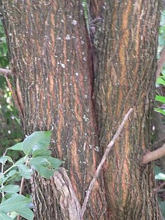 Maclura pomifera