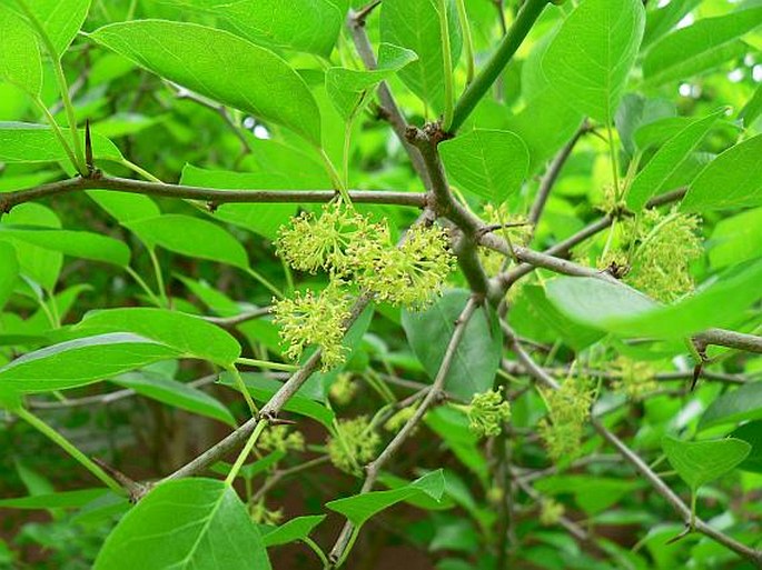 MACLURA POMIFERA (Raf.) C. K. Schneid. - maklura oranžová / maklura pomarančová