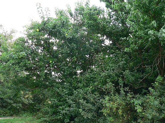 Maclura pomifera