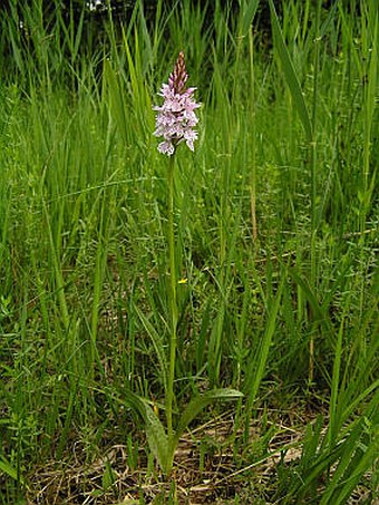 Dactylorhiza maculata