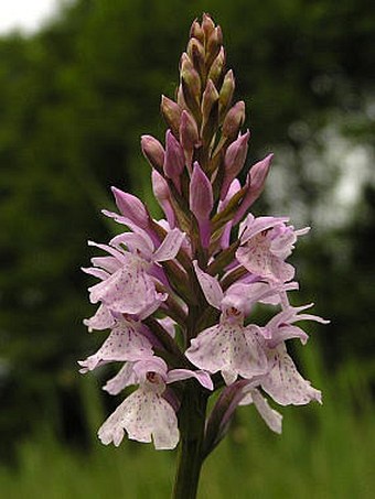 Dactylorhiza maculata